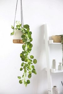Spruce up Your Space with Adorable House Plants